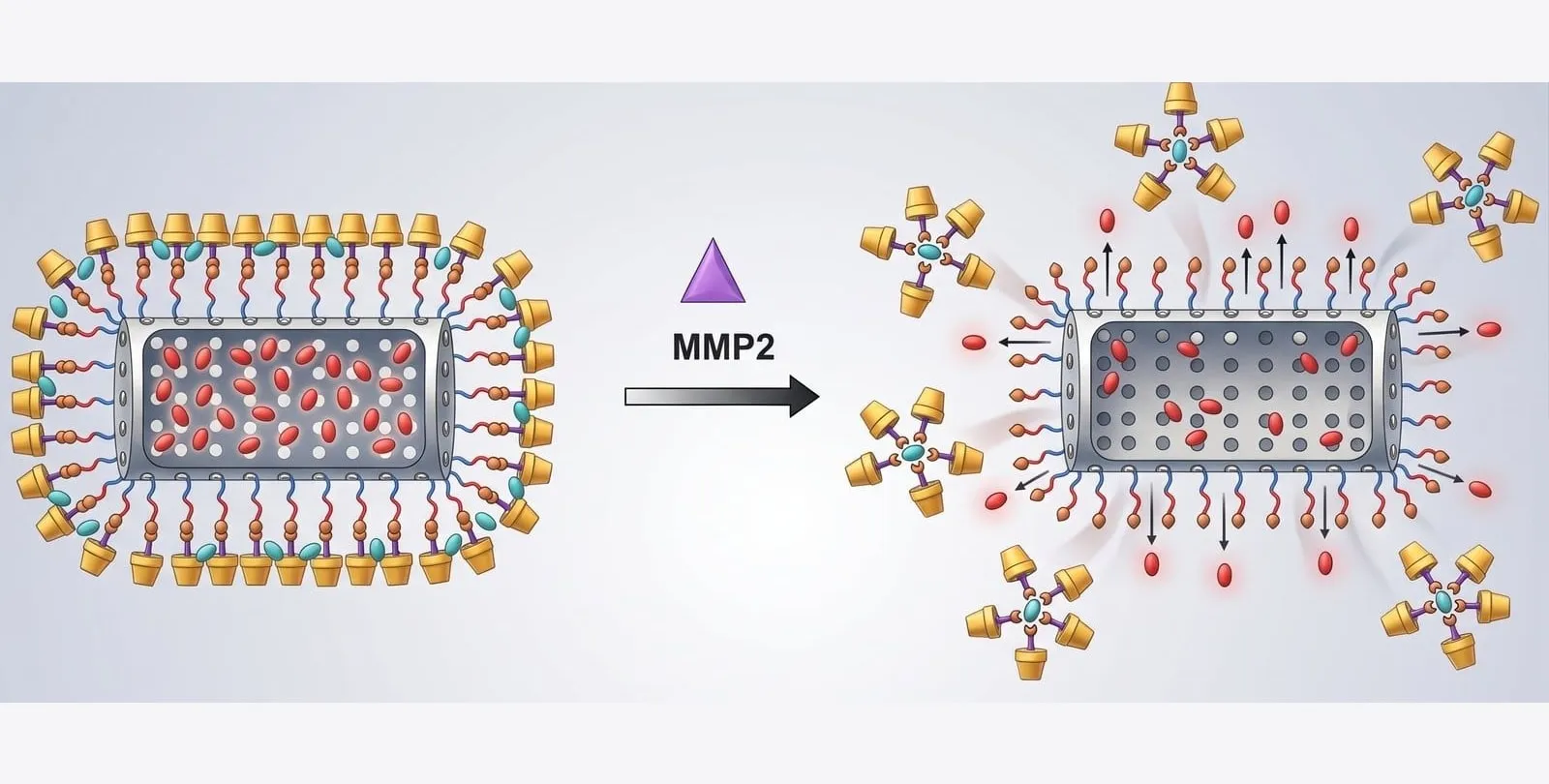 Polymeric nanoparticle whose MMP2-cleavable surface peptides release two drug payloads