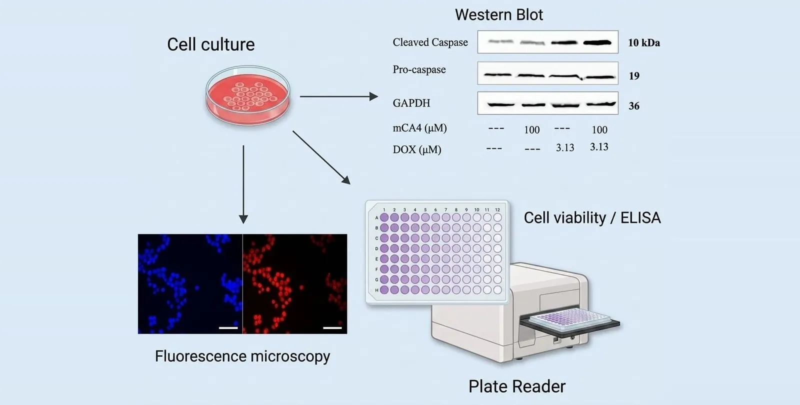 One cell culture feeding Western blot, fluorescence microscopy and plate-reader readouts