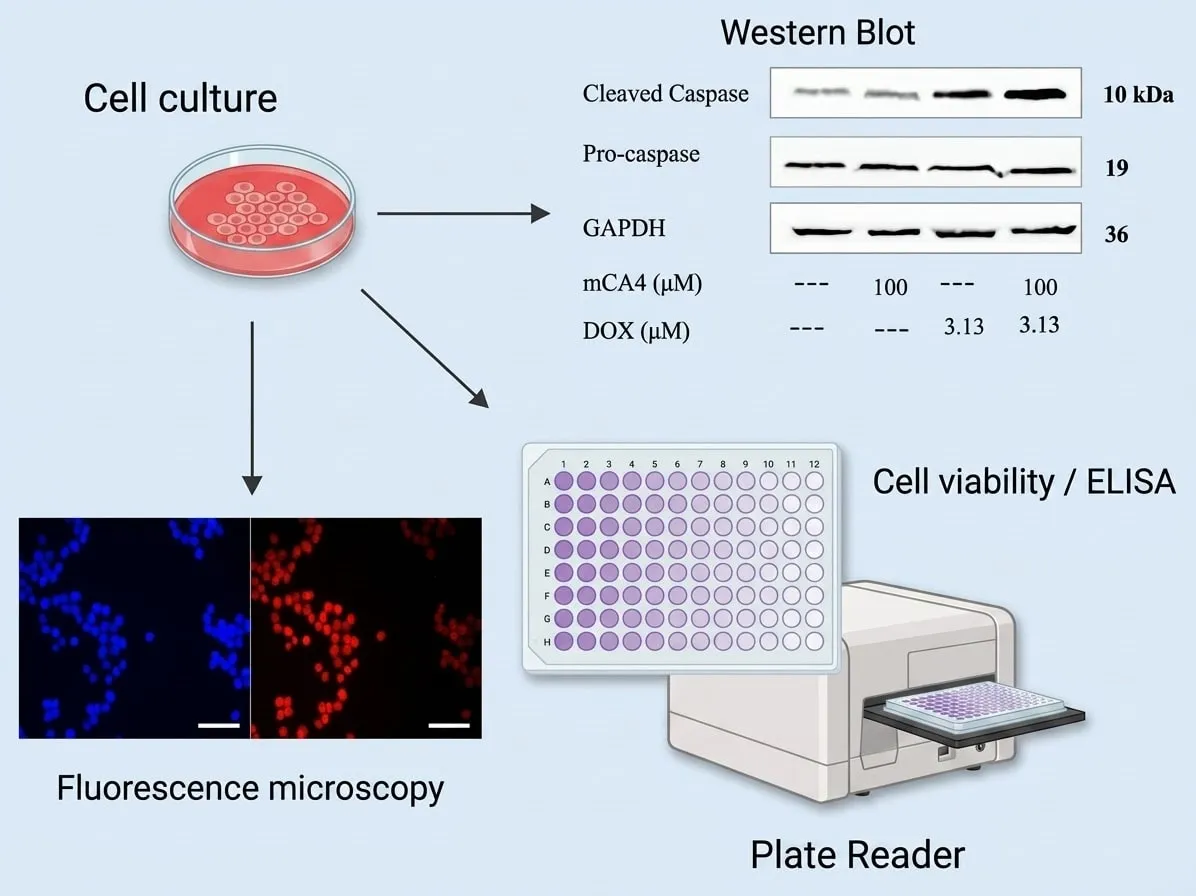 Cell culture feeding Western blot, fluorescence microscopy and plate-reader readouts