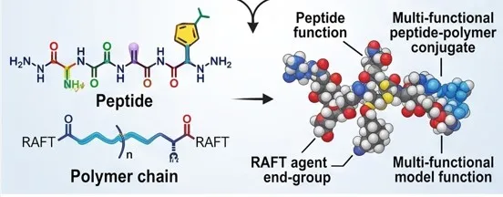 Peptide-polymer conjugate schematic
